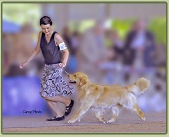 "Levi"  CH Windjammer Goldens Tight Fitting Jeans RN Owned and loved by Karen Harman  - (Showing here with Maxie Bowen)